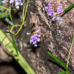 Unidentified Climber or Mistletoe at Warrumbungle, NSW - 10 Aug 2022 by Petesteamer