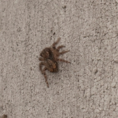 Servaea incana (Jumping spider) at Scullin, ACT - 29 Apr 2024 by AlisonMilton