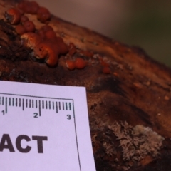 Hypoxylon howeianum at Hackett, ACT - 14 Apr 2024 by CanberraFungiGroup