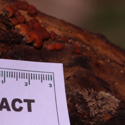 Hypoxylon howeianum at Mount Majura - 14 Apr 2024 by CanberraFungiGroup