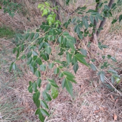 Melia azedarach at McKellar, ACT - 4 May 2024 03:38 PM