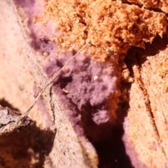 Phlebiopsis crassa (A corticioid or paint fungi) at Mount Majura - 14 Apr 2024 by CanberraFungiGroup