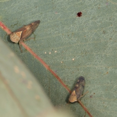 Brunotartessus fulvus (Yellow-headed Leafhopper) at Scullin, ACT - 29 Apr 2024 by AlisonMilton