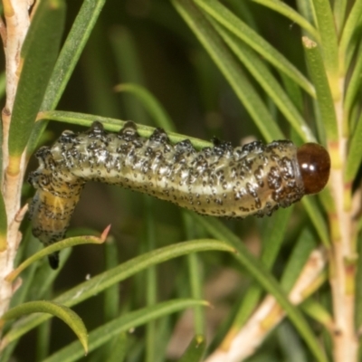 Pterygophorus cinctus (Bottlebrush sawfly) at Scullin, ACT - 29 Apr 2024 by AlisonMilton