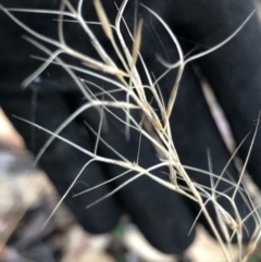 Aristida ramosa (Purple Wire Grass) at Oakey Hill - 4 May 2024 by GregC
