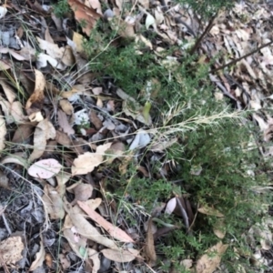 Aristida ramosa at Oakey Hill - 4 May 2024