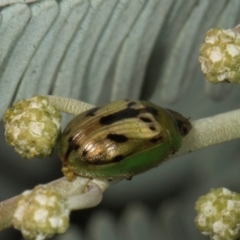 Peltoschema hamadryas (Hamadryas leaf beetle) at Scullin, ACT - 29 Apr 2024 by AlisonMilton