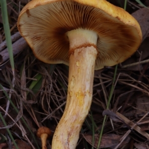 Gymnopilus junonius at Mount Majura - 14 Apr 2024