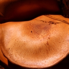 Gymnopilus junonius at Mount Majura - 14 Apr 2024