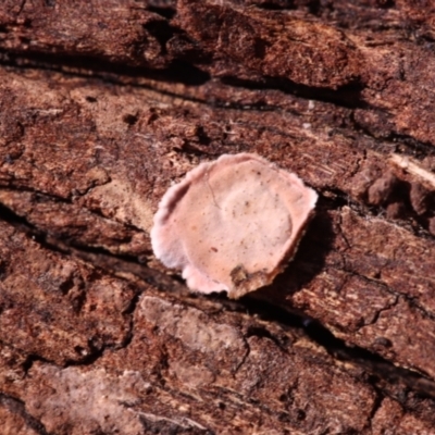 Xylobolus illudens (Purplish Stereum) at Mount Majura - 14 Apr 2024 by CanberraFungiGroup