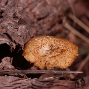 Lentinus arcularius at Mount Majura - 14 Apr 2024