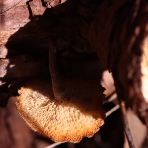 Lentinus arcularius at Mount Majura - 14 Apr 2024 12:08 PM