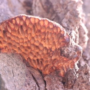 Hexagonia vesparia at Mount Majura - 14 Apr 2024