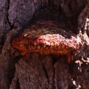 Hexagonia vesparia at Mount Majura - 14 Apr 2024