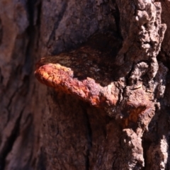 Hexagonia vesparia at Mount Majura - 14 Apr 2024