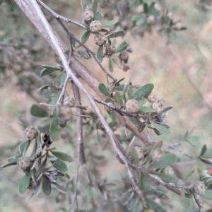 Leptospermum sp. at Evatt, ACT - 4 May 2024