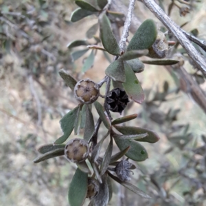 Leptospermum sp. at Evatt, ACT - 4 May 2024