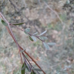 Leptospermum sp. at Evatt, ACT - 4 May 2024