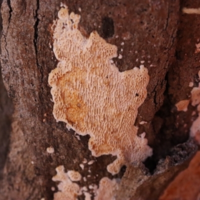 Unidentified Other non-black fungi  at Hackett, ACT - 14 Apr 2024 by CanberraFungiGroup