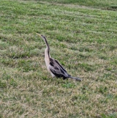 Anhinga novaehollandiae (Australasian Darter) at City Renewal Authority Area - 4 May 2024 by JajiClack
