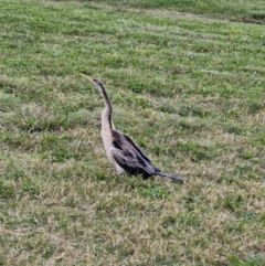 Anhinga novaehollandiae (Australasian Darter) at Mount Ainslie to Black Mountain - 4 May 2024 by THATJAYKIDRICK