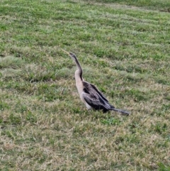 Anhinga novaehollandiae at Lake Burley Griffin West - 4 May 2024 01:55 PM