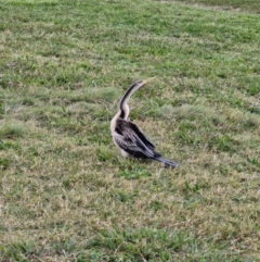 Anhinga novaehollandiae at Lake Burley Griffin West - 4 May 2024