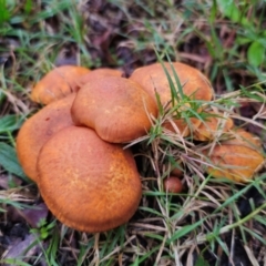 Unidentified Cap on a stem; gills below cap [mushrooms or mushroom-like] at Mulgoa, NSW - 4 May 2024 by Csteele4