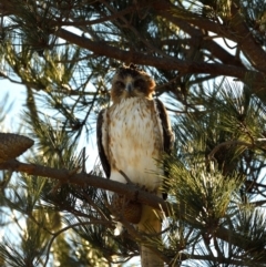 Hieraaetus morphnoides (Little Eagle) by davidcunninghamwildlife