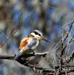 Todiramphus pyrrhopygius (Red-backed Kingfisher) at Pialligo, ACT - 8 Oct 2021 by davidcunninghamwildlife