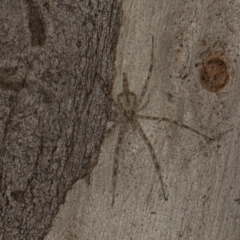 Tamopsis eucalypti (A two-tailed spider) at Scullin, ACT - 29 Apr 2024 by AlisonMilton