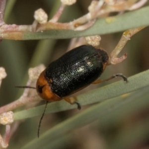 Aporocera (Aporocera) consors at Scullin, ACT - 29 Apr 2024