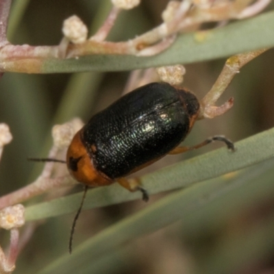 Aporocera (Aporocera) consors (A leaf beetle) at Scullin, ACT - 29 Apr 2024 by AlisonMilton