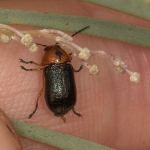 Aporocera (Aporocera) consors at Scullin, ACT - 29 Apr 2024