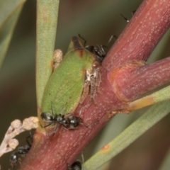 Sextius virescens (Acacia horned treehopper) at Scullin, ACT - 29 Apr 2024 by AlisonMilton