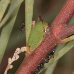 Sextius virescens at Scullin, ACT - 29 Apr 2024