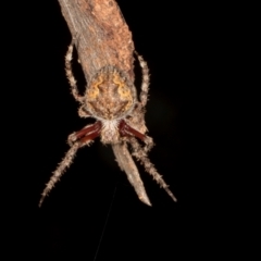 Hortophora sp. (genus) (Garden orb weaver) at Scullin, ACT - 29 Apr 2024 by AlisonMilton