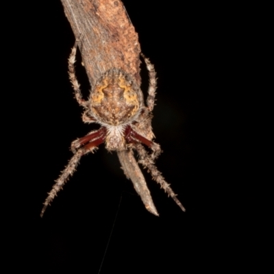 Unidentified Orb-weaving spider (several families) at Scullin, ACT - 29 Apr 2024 by AlisonMilton