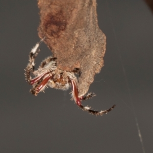 Hortophora sp. (genus) at Scullin, ACT - 29 Apr 2024