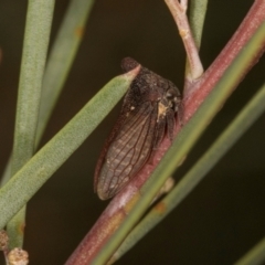 Ceraon vitta (Treehopper) at Scullin, ACT - 29 Apr 2024 by AlisonMilton