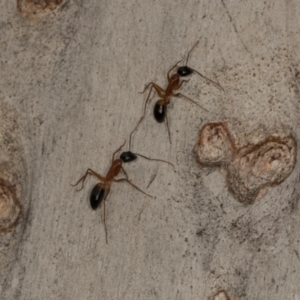 Camponotus consobrinus at Scullin, ACT - 29 Apr 2024 03:33 PM