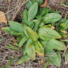 Unidentified Other Wildflower or Herb at The Pinnacle - 30 Apr 2024 by WalkYonder