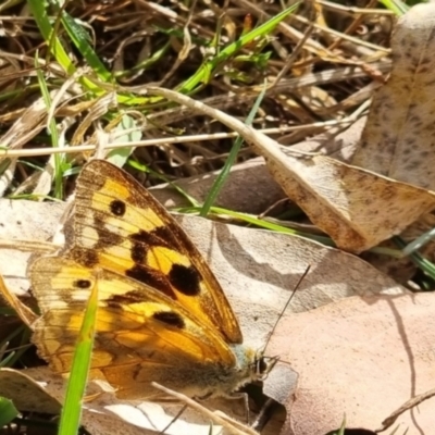 Heteronympha merope at QPRC LGA - 2 May 2024 by clarehoneydove