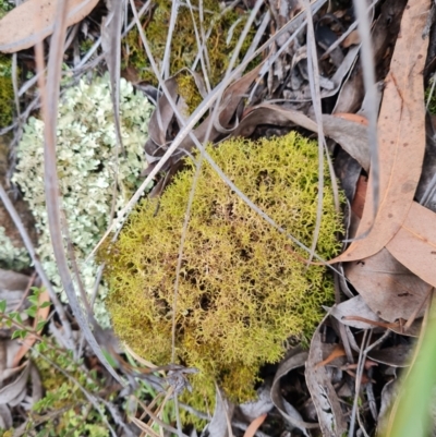 Cladia aggregata (A lichen) at Hawker, ACT - 30 Apr 2024 by WalkYonder