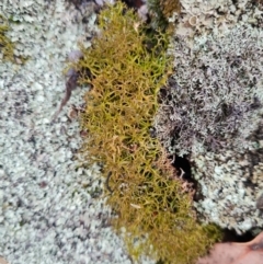 Cladia aggregata at The Pinnacle - 30 Apr 2024 11:15 AM