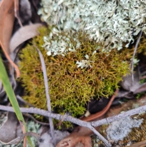 Cladia aggregata at The Pinnacle - 30 Apr 2024 11:15 AM