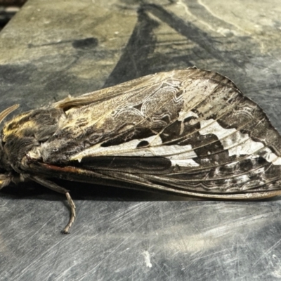 Abantiades atripalpis (Bardee grub/moth, Rain Moth) at Canberra Airport, ACT - 4 May 2024 by FeralGhostbat
