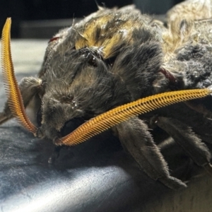 Abantiades atripalpis at Canberra Airport, ACT - 5 May 2024