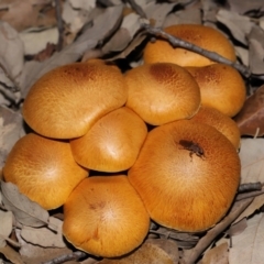 Gymnopilus junonius (Spectacular Rustgill) at Yarralumla, ACT - 3 May 2024 by TimL