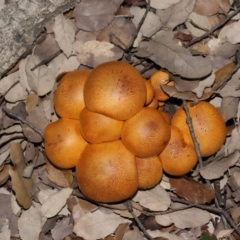 Gymnopilus junonius at National Arboretum Forests - 3 May 2024